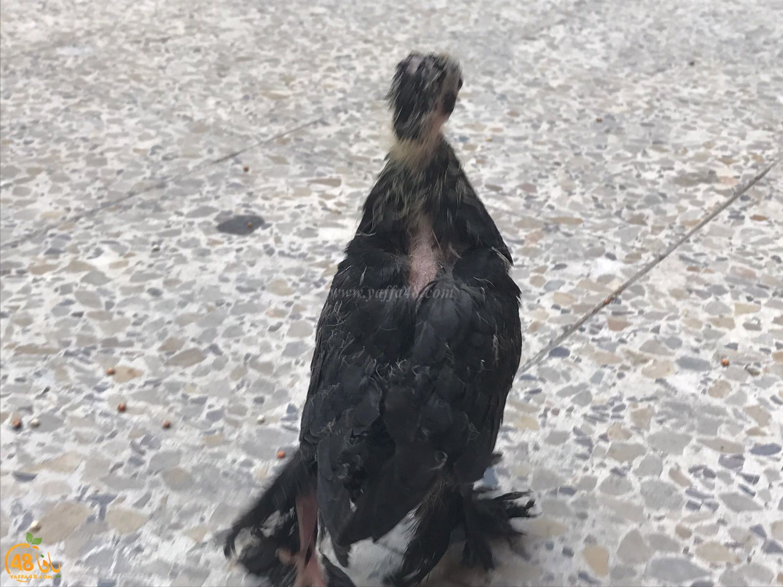 zohdi 3ashoor 7amam (16).jpg